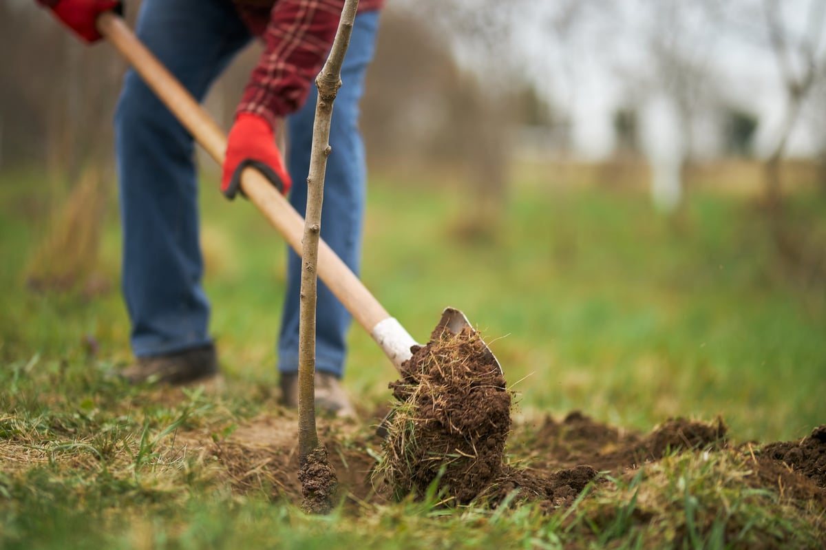 Persona plantando un árbol en un huerto