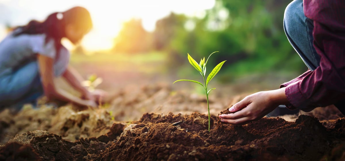 Personas plantando un árbol juntos