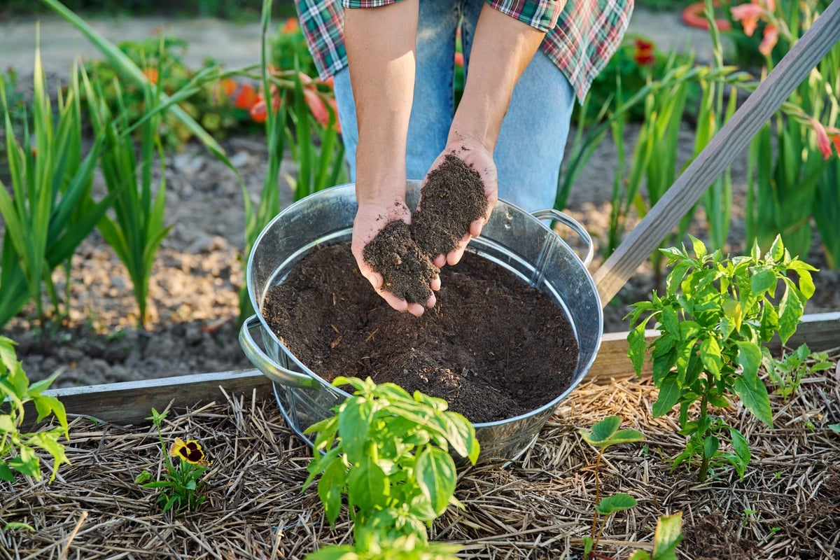Tierra fértil y compost en manos de un jardinero